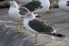 adult LBBG Dutch intergrade in September, ringed in the Netherlands. (80494 bytes)